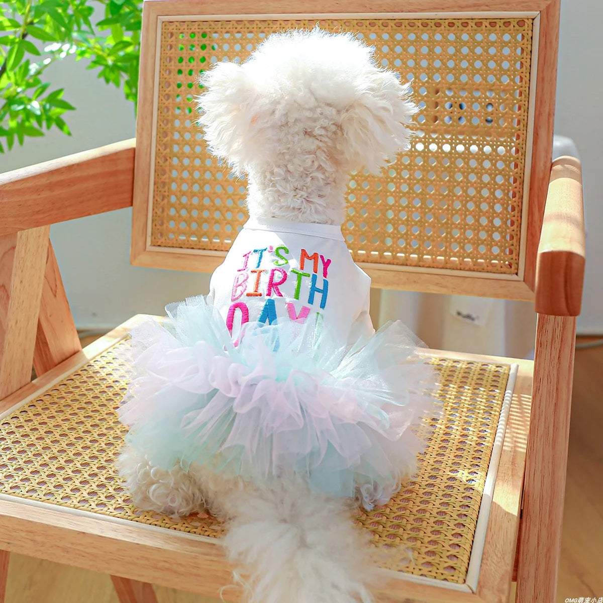 Colorful Ballet Dress for Small & Medium Dogs & Cats – Stylish & Fun