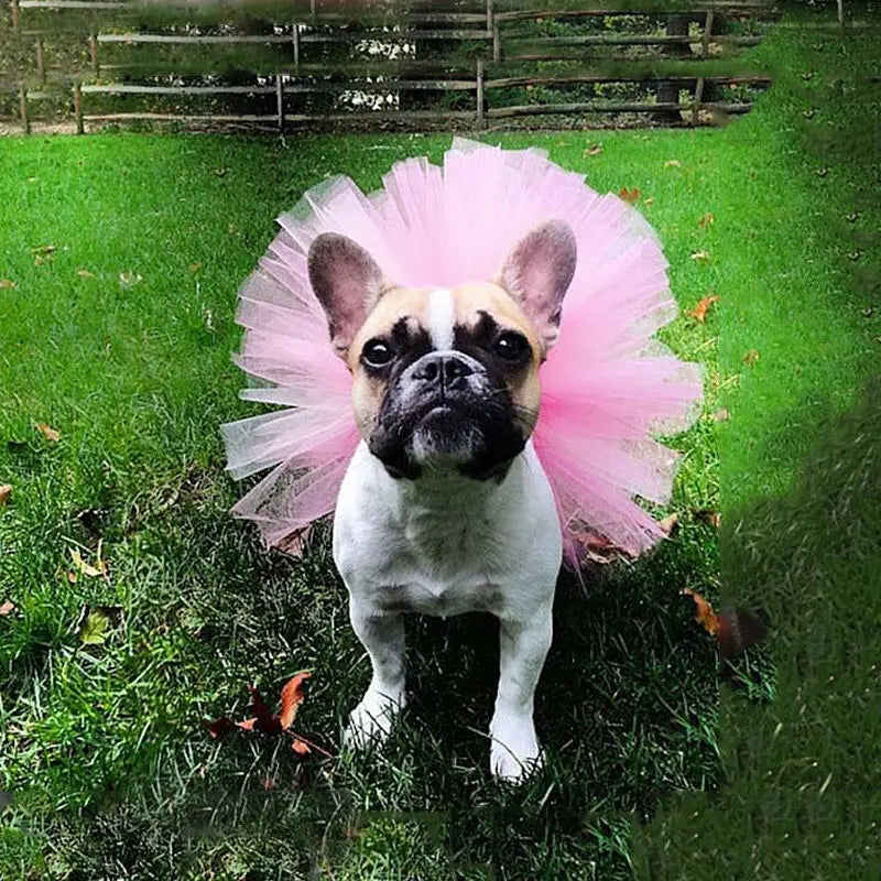 Cute Lace Tutu Dress for Small Dogs - Princess Pet Apparel