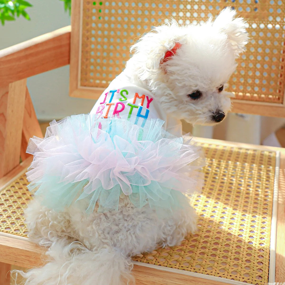 Colorful Ballet Dress for Small & Medium Dogs & Cats – Stylish & Fun