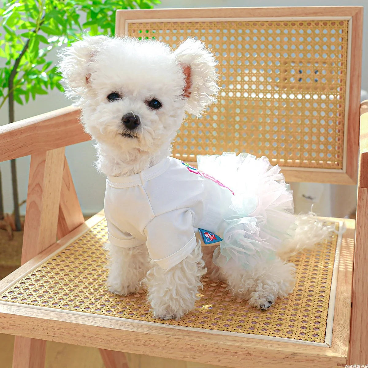 Colorful Ballet Dress for Small & Medium Dogs & Cats – Stylish & Fun